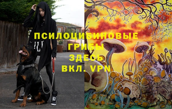 молекула духа Богданович